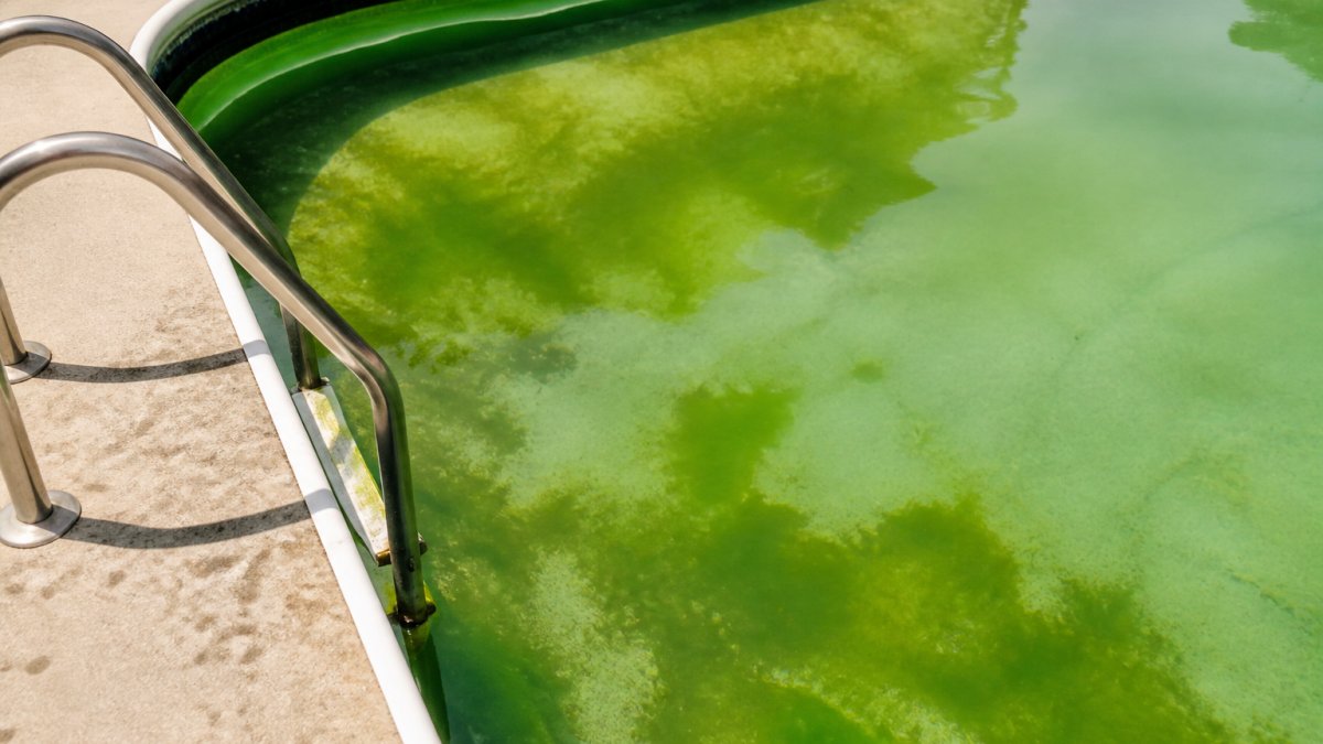 Why Phosphates Cause Algae Blooms: The Complete Mechanism